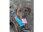 Adopt Stitch a Tricolor (Tan/Brown & Black & White) Labradoodle / Mixed dog in