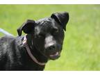 Adopt Lucy (Williams) a Labrador Retriever dog in Wichita Falls, TX (40037916)
