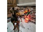 Adopt Rocky a Brown/Chocolate - with White Doberman Pinscher / Mixed dog in
