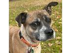 Adopt Gidget a Tan/Yellow/Fawn - with Black Australian Cattle Dog / American Pit