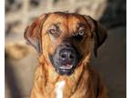 Adopt Buddy a Red/Golden/Orange/Chestnut - with White Mountain Cur / Hound