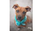 Adopt Lovey a Red/Golden/Orange/Chestnut Boxer / Mixed dog in Kingwood