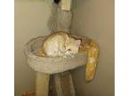 Adopt Auburn a Domestic Mediumhair / Mixed (short coat) cat in Brigham City -
