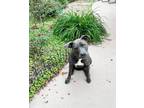 Adopt Caprice a Gray/Blue/Silver/Salt & Pepper Pit Bull Terrier / Mixed Breed