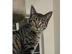 Adopt Mia a Gray, Blue or Silver Tabby Domestic Shorthair (short coat) cat in