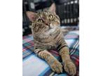Adopt Rocky (Cocoa) Handsome Boy a Brown Tabby Domestic Shorthair (short coat)