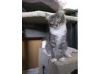Adopt Skye a Gray or Blue Domestic Mediumhair (medium coat) cat in Prescott