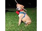 Adopt Sunflower a Red/Golden/Orange/Chestnut Labrador Retriever / Bloodhound dog