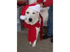 Adopt Luna a White Great Pyrenees / Mixed dog in Pittsburgh, PA (40120132)