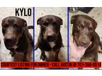 Adopt Kylo-COURTESY LISTING a Brown/Chocolate - with White Pit Bull Terrier /