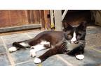 Adopt BooBoo a Spotted Tabby/Leopard Spotted Domestic Shorthair / Mixed cat in