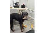 Adopt Baby a Black - with Tan, Yellow or Fawn Doberman Pinscher / Mixed dog in