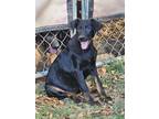 Adopt Shea a Black - with Tan, Yellow or Fawn Doberman Pinscher / Shepherd