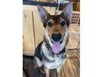Adopt Diogee a German Shepherd Dog / Mixed dog in Portland, IN (40072204)