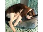 Adopt Simba a Brown or Chocolate Siamese (short coat) cat in Houston