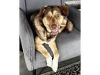 Adopt Luna a Red/Golden/Orange/Chestnut Australian Shepherd / Mixed dog in