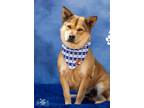 Adopt Eleanor a Shiba Inu / Mixed dog in Midland, TX (40112003)