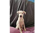 Adopt scooter a Boxer / Labrador Retriever dog in Auburn, PA (40109873)