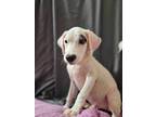 Adopt Sampson a Boxer / Labrador Retriever dog in Auburn, PA (40109872)