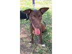 Adopt Watson a Brown/Chocolate Labrador Retriever / Australian Kelpie dog in