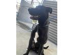 Adopt Wrangler a Black Labrador Retriever / Mixed Breed (Medium) / Mixed (short