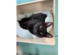 Adopt Hummus a All Black Domestic Shorthair / Mixed Breed (Medium) / Mixed