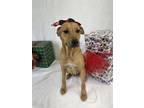 Adopt Malia a Brown/Chocolate Black Mouth Cur / Mixed Breed (Medium) / Mixed
