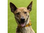 Adopt Rey, active adventure girl! a Brindle Greyhound / Cattle Dog / Mixed dog