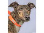 Adopt Lilly, energetic love bug! a Brindle - with White Greyhound / Whippet /