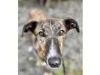 Adopt Annie, active & loving beauty! a Brindle - with White Greyhound / Hound