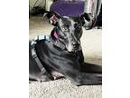 Adopt Aurora, gorgeous & happy! a Black - with White Great Dane / Greyhound /