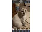 Adopt Parker a White (Mostly) Siamese (short coat) cat in Mount Pleasant