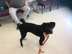 Adopt Ruby a Black - with White Boxer / Labrador Retriever / Mixed dog in