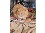 Adopt Mango a Orange or Red Domestic Longhair cat in Cedartown, GA (40095496)