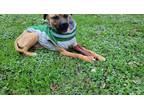 Adopt Finley a Red/Golden/Orange/Chestnut Pug / Mixed Breed (Medium) / Mixed dog