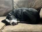 Adopt Precious a Black - with White American Pit Bull Terrier / Mixed dog in