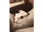 Adopt Nova a White American Pit Bull Terrier / Mixed Breed (Medium) / Mixed