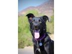 Adopt Blissy a Black - with White Border Collie / German Shepherd Dog / Mixed