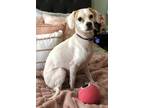 Adopt Carla a White - with Tan, Yellow or Fawn Jack Russell Terrier / Mixed dog