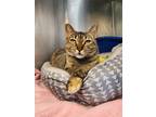 Adopt Merlot a Brown Tabby Domestic Shorthair (short coat) cat in Umatilla