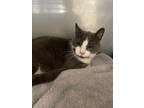 Adopt Mr. Miyagi a Gray or Blue Domestic Shorthair / Mixed Breed (Medium) /