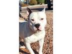 Adopt Capone a White Staffordshire Bull Terrier / Mixed Breed (Medium) / Mixed