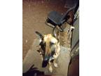 Adopt Imani a Tan/Yellow/Fawn - with Black German Shepherd Dog / Mixed dog in