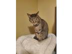 Adopt Maya a Brown Tabby Domestic Shorthair / Mixed (short coat) cat in