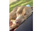Adopt Belemy a Tan/Yellow/Fawn Pit Bull Terrier / Mixed dog in Cordova