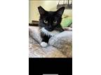Adopt Ariel a Black & White or Tuxedo Domestic Mediumhair (medium coat) cat in