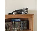 Adopt Anakin a Tiger Striped American Shorthair (short coat) cat in Merced