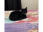 Adopt Padme a Black & White or Tuxedo American Shorthair (short coat) cat in