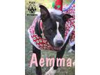 Adopt Aemma a Black - with White Pit Bull Terrier / Mixed dog in Crestview