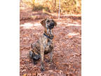 Adopt Xena a Brown/Chocolate Great Dane / Mixed Breed (Medium) / Mixed (short